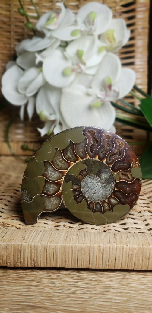 Ammonite – Image 3