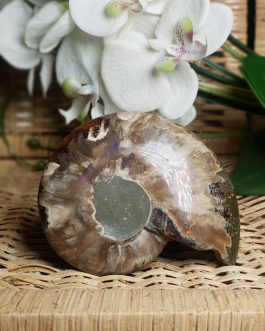 Ammonite