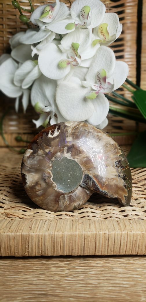 Ammonite – Image 2