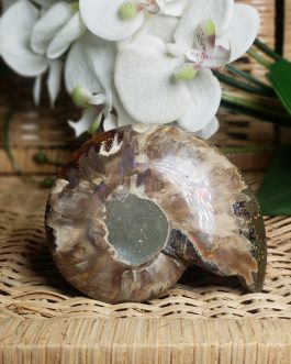 Ammonite
