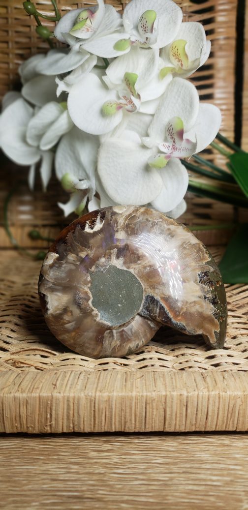 Ammonite