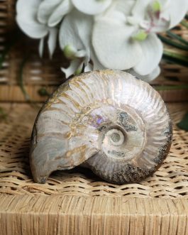 Ammonite