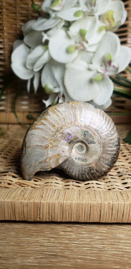Ammonite