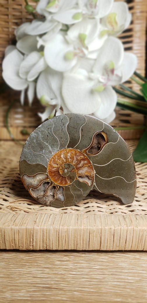 Ammonite – Image 3