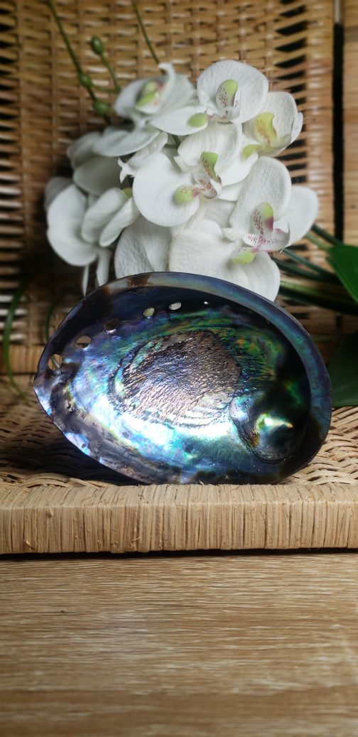 Coquille d'ormeau – Image 3