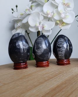 Oeufs en Orthoceras A+