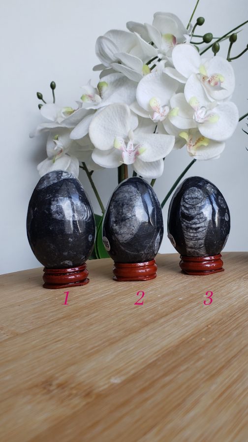 Oeufs en Orthoceras A+ – Image 2