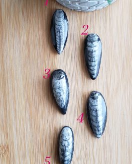 Pierres roulées en Orthoceras A+